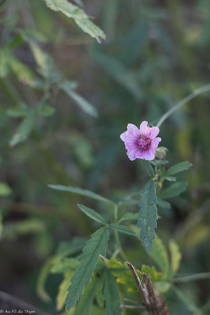 Photographie Plante