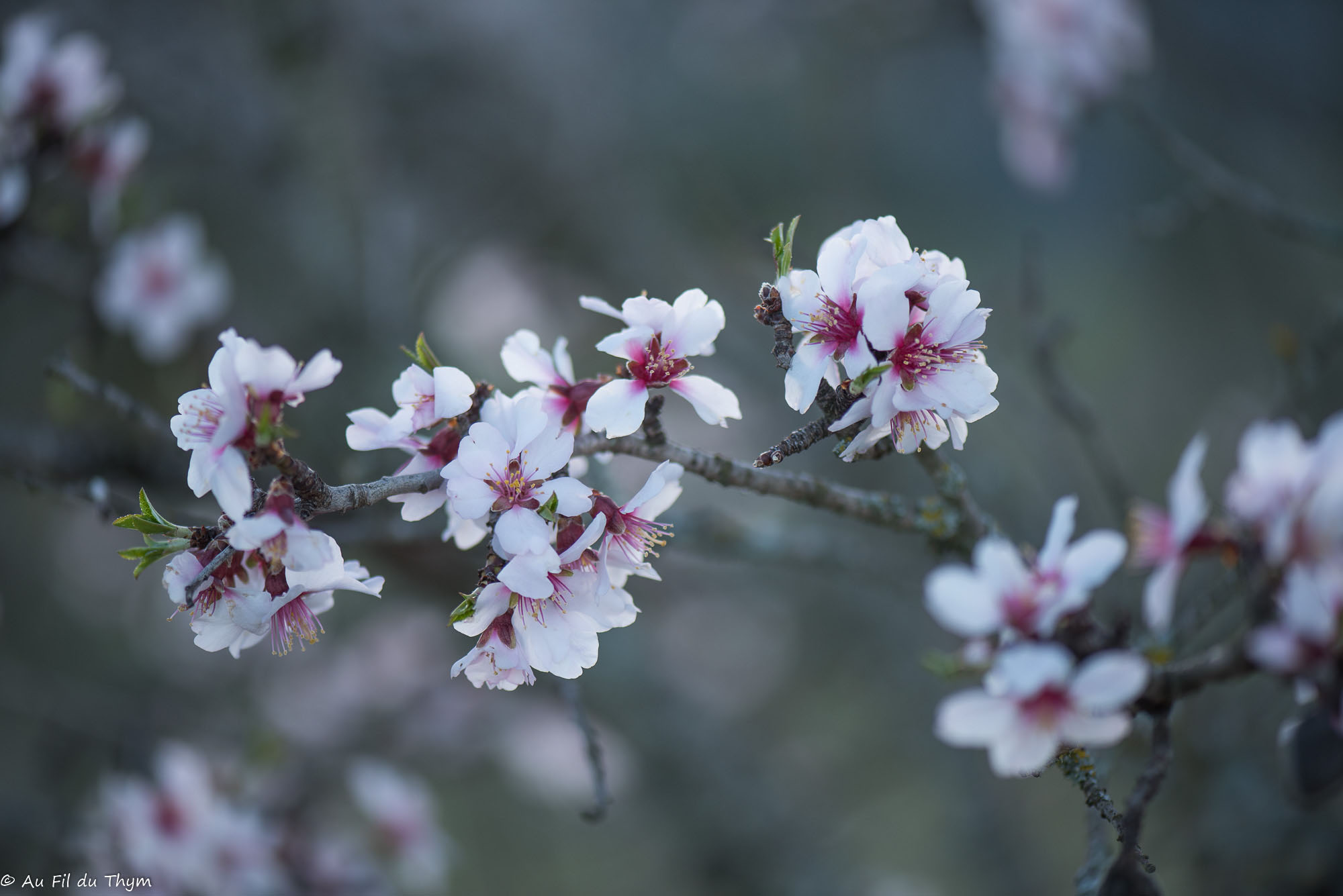 Photographie Plante