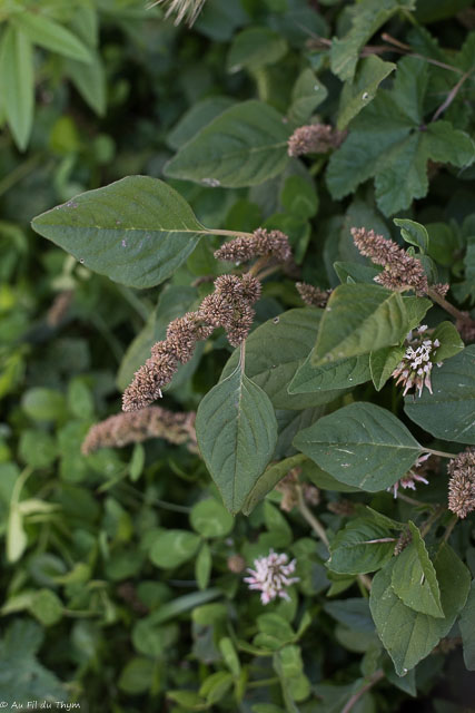 Photographie Plante