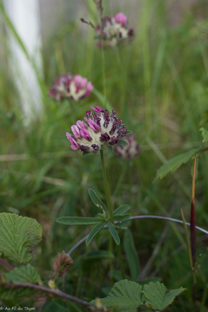 Photographie Plante