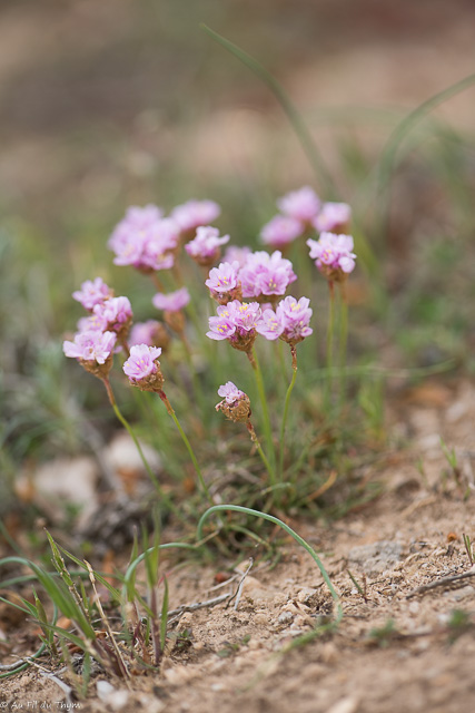 Photographie Plante