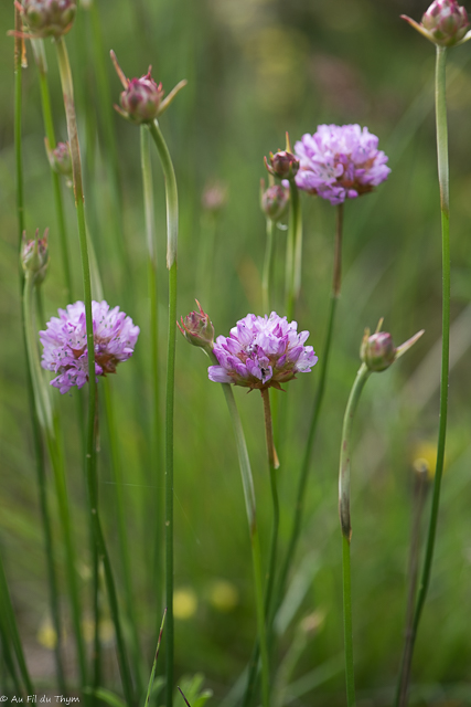 Photographie Plante
