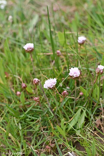 Photographie Plante
