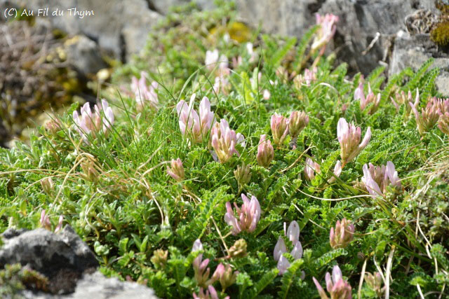 Photographie Plante