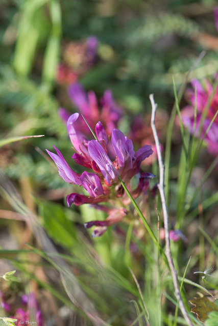 Photographie Plante