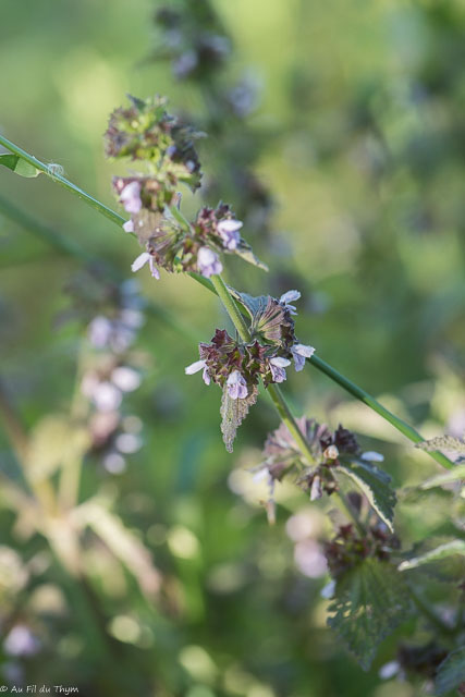 Photographie Plante