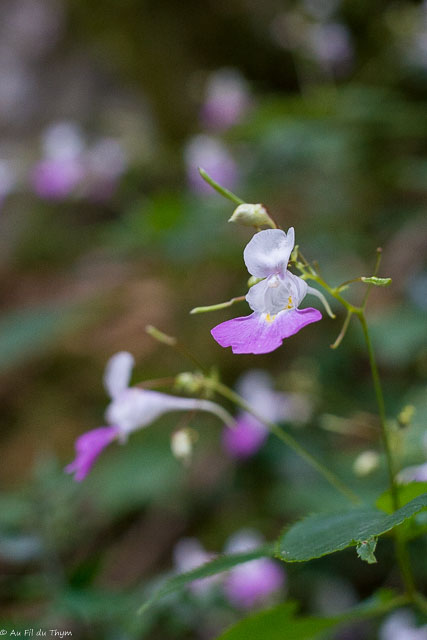 Photographie Plante