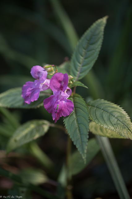 Photographie Plante
