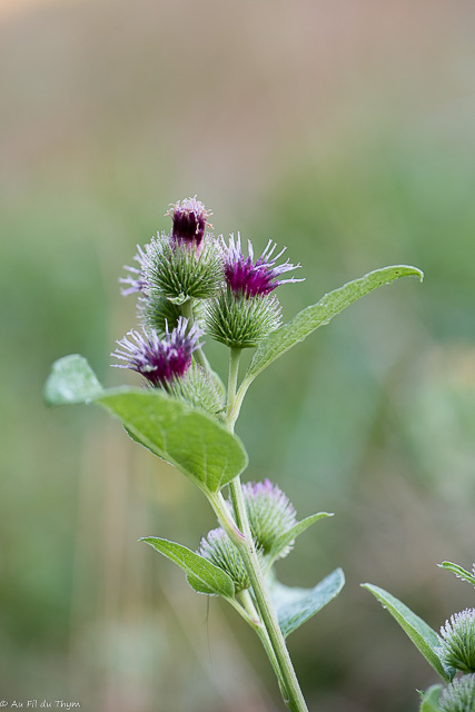 Photographie Plante