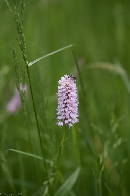 Photographie Plante
