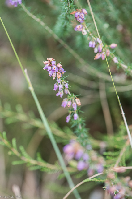 Photographie Plante