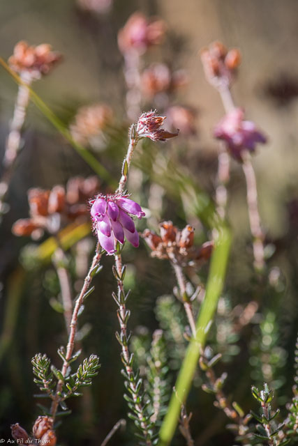 Photographie Plante