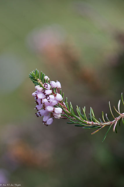 Photographie Plante