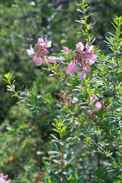 Photographie Plante