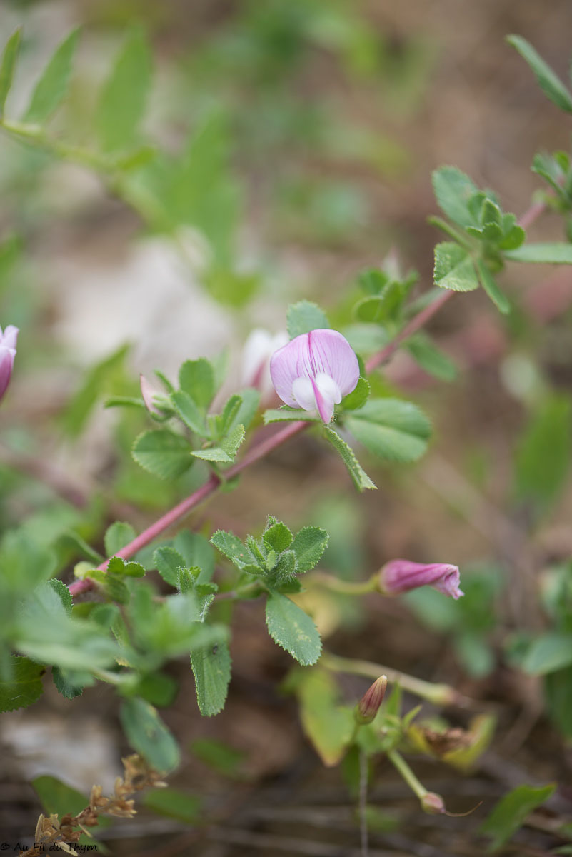 Photographie Plante