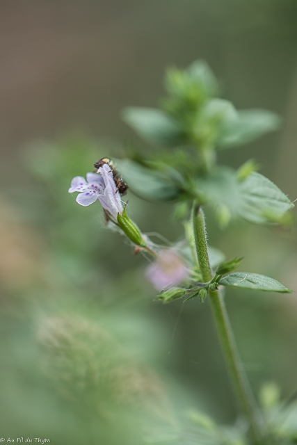 Photographie Plante