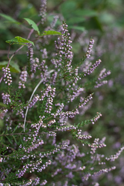 Photographie Plante