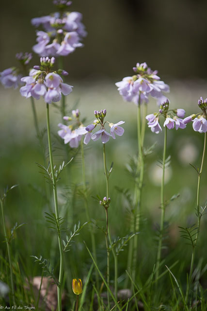 Photographie Plante