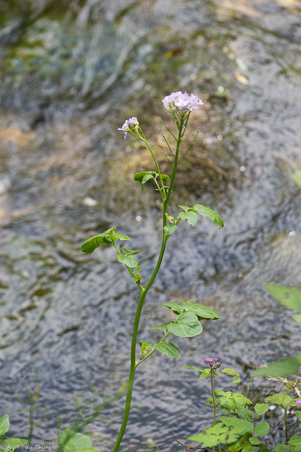 Photographie Plante
