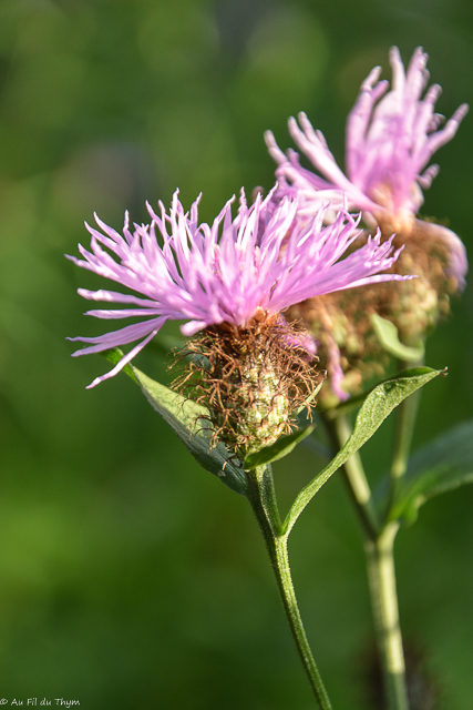 Photographie Plante