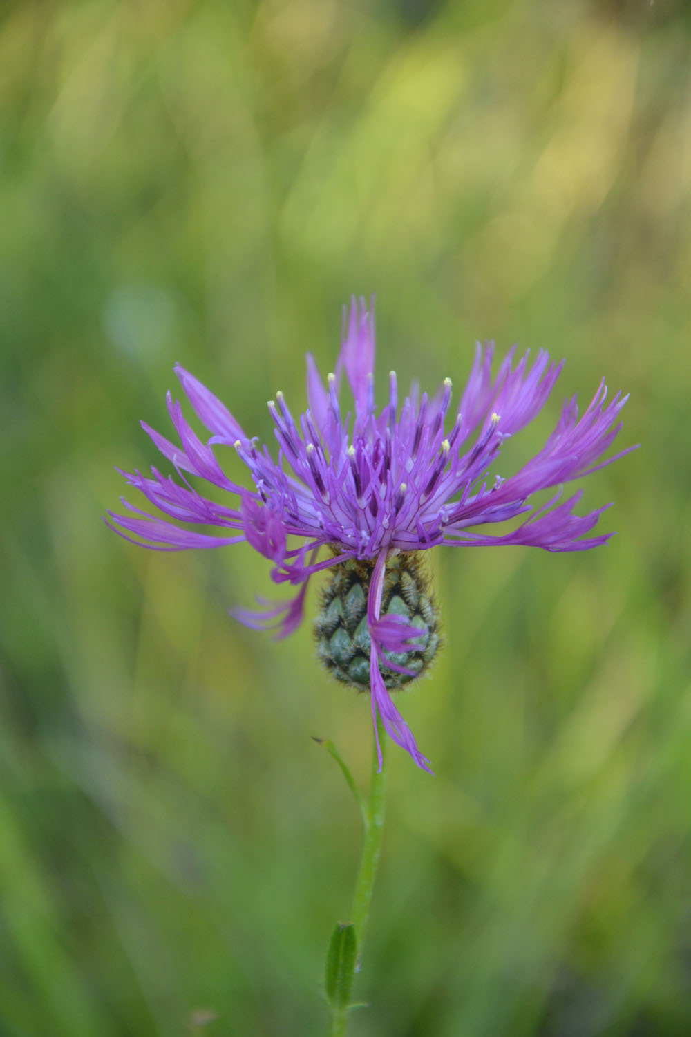 Photographie Plante