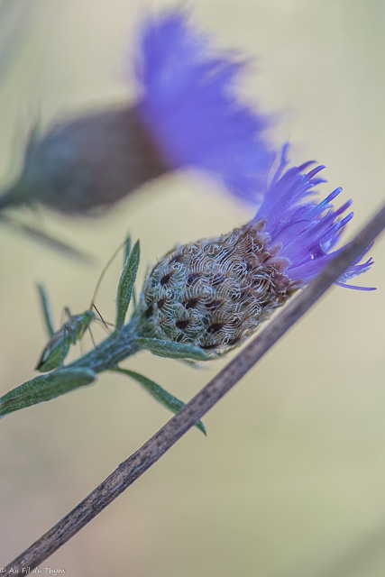 Photographie Plante