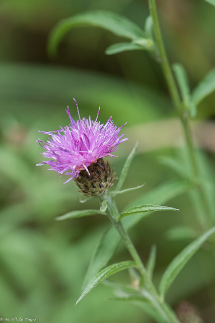 Photographie Plante