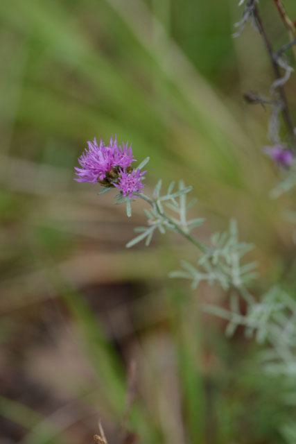 Photographie Plante