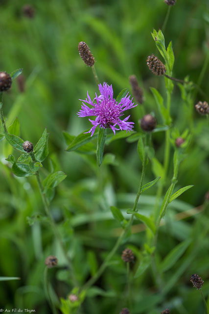 Photographie Plante