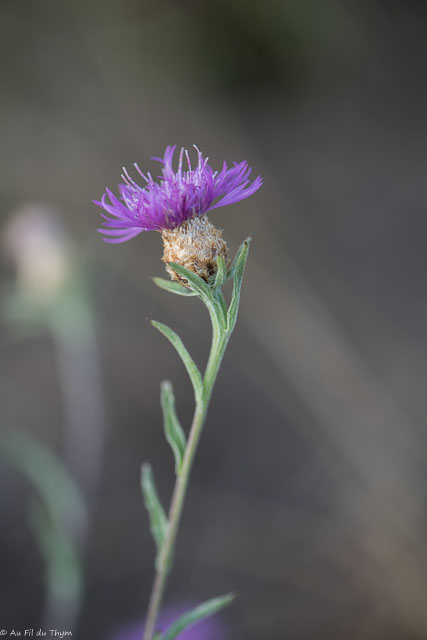Photographie Plante