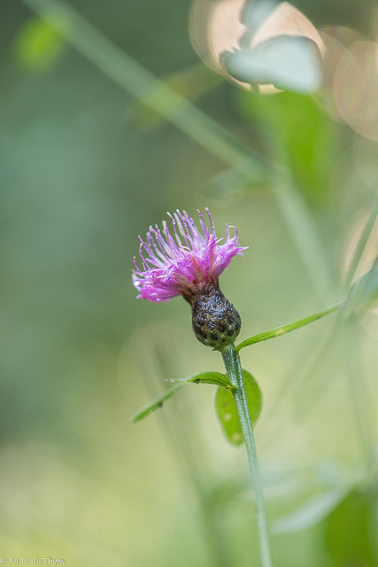 Photographie Plante