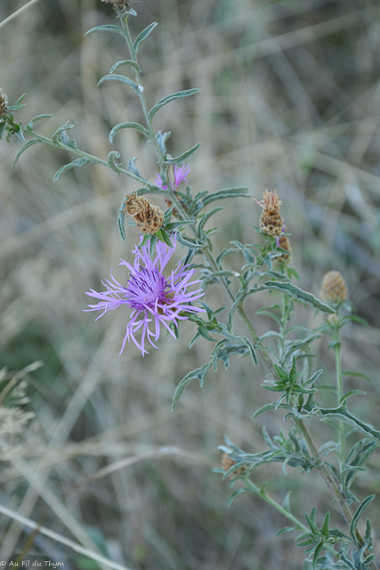 Photographie Plante