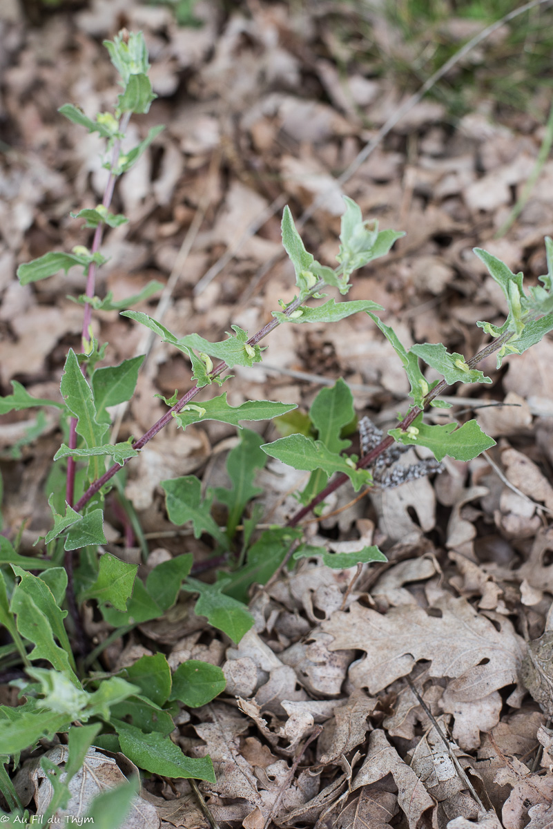 Photographie Plante