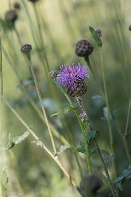 Photographie Plante