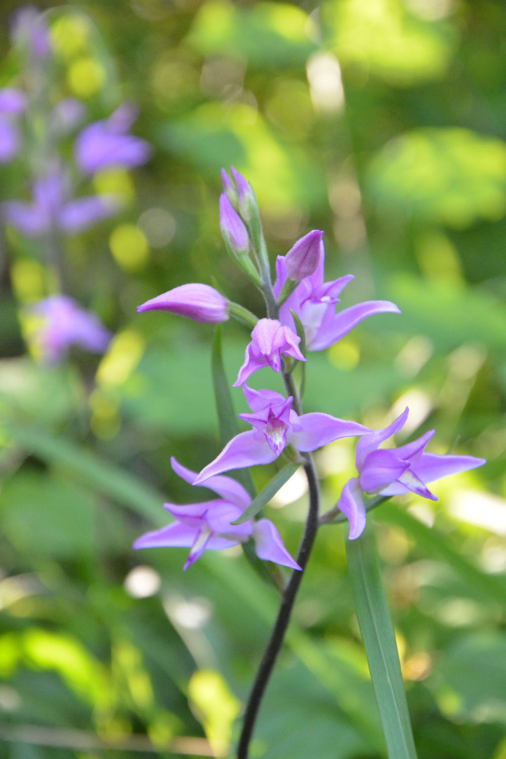 Photographie Plante