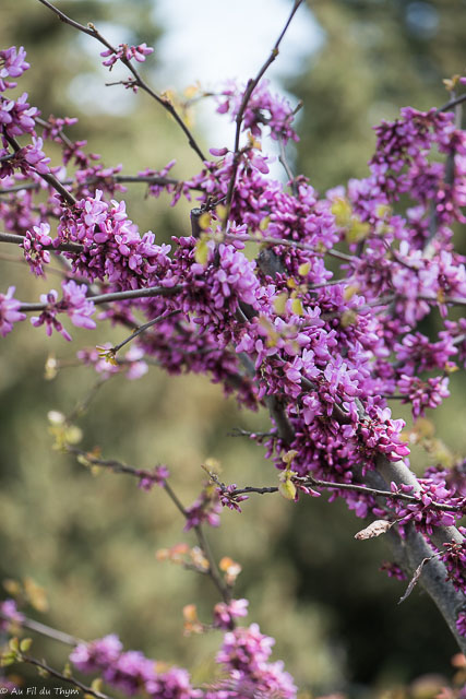 Photographie Plante