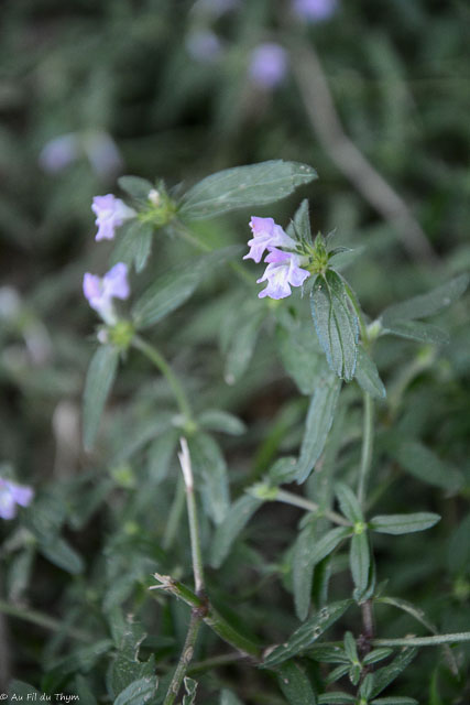 Photographie Plante