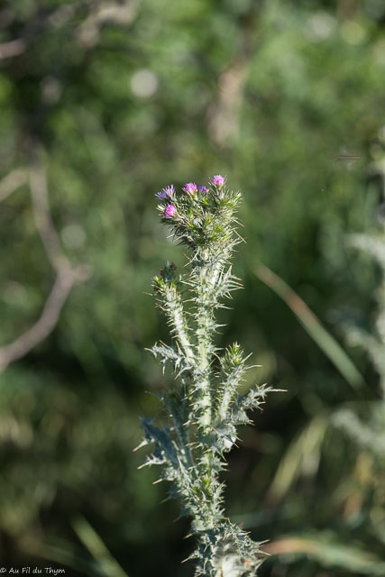 Photographie Plante