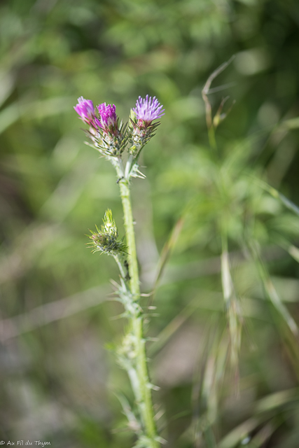 Photographie Plante