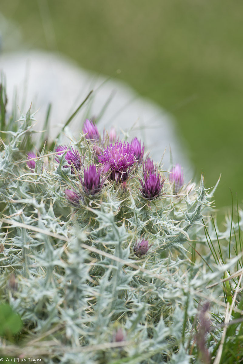 Photographie Plante