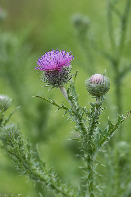 Photographie Plante