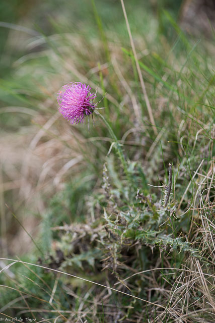 Photographie Plante