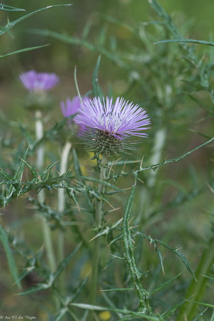 Photographie Plante