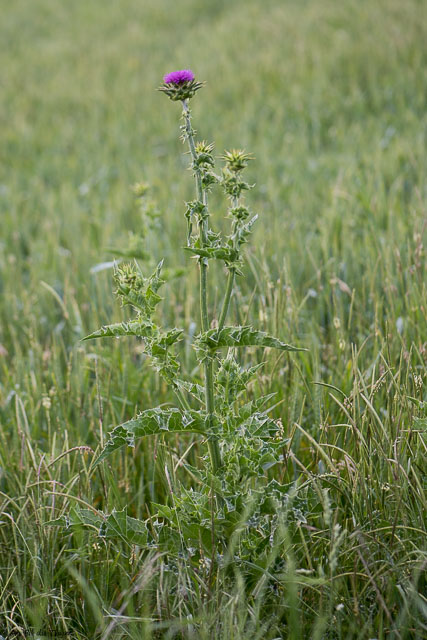 Photographie Plante