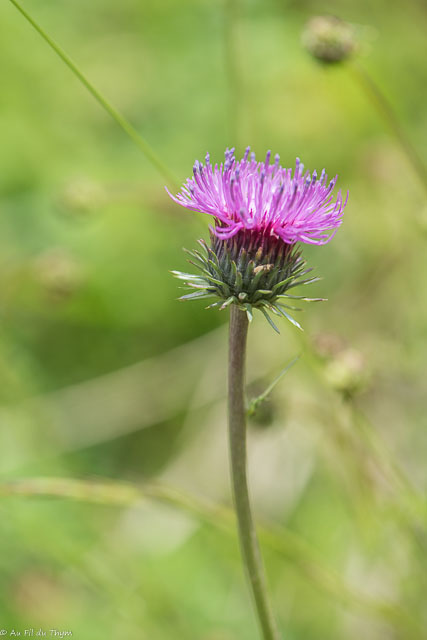 Photographie Plante