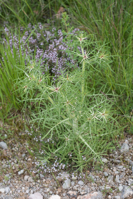 Photographie Plante
