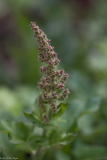 Photographie Plante