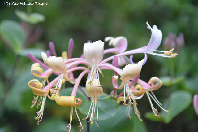 Photographie Plante