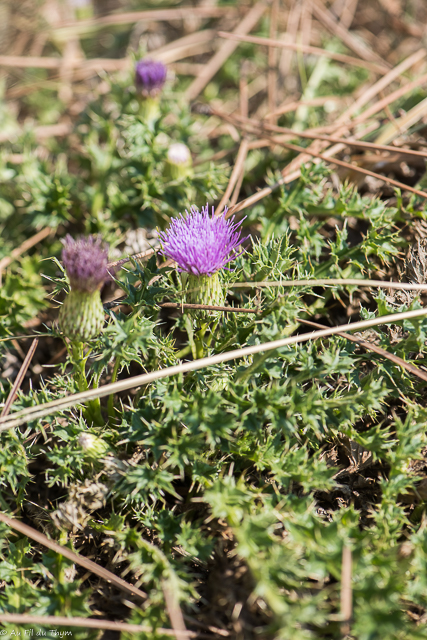 Photographie Plante