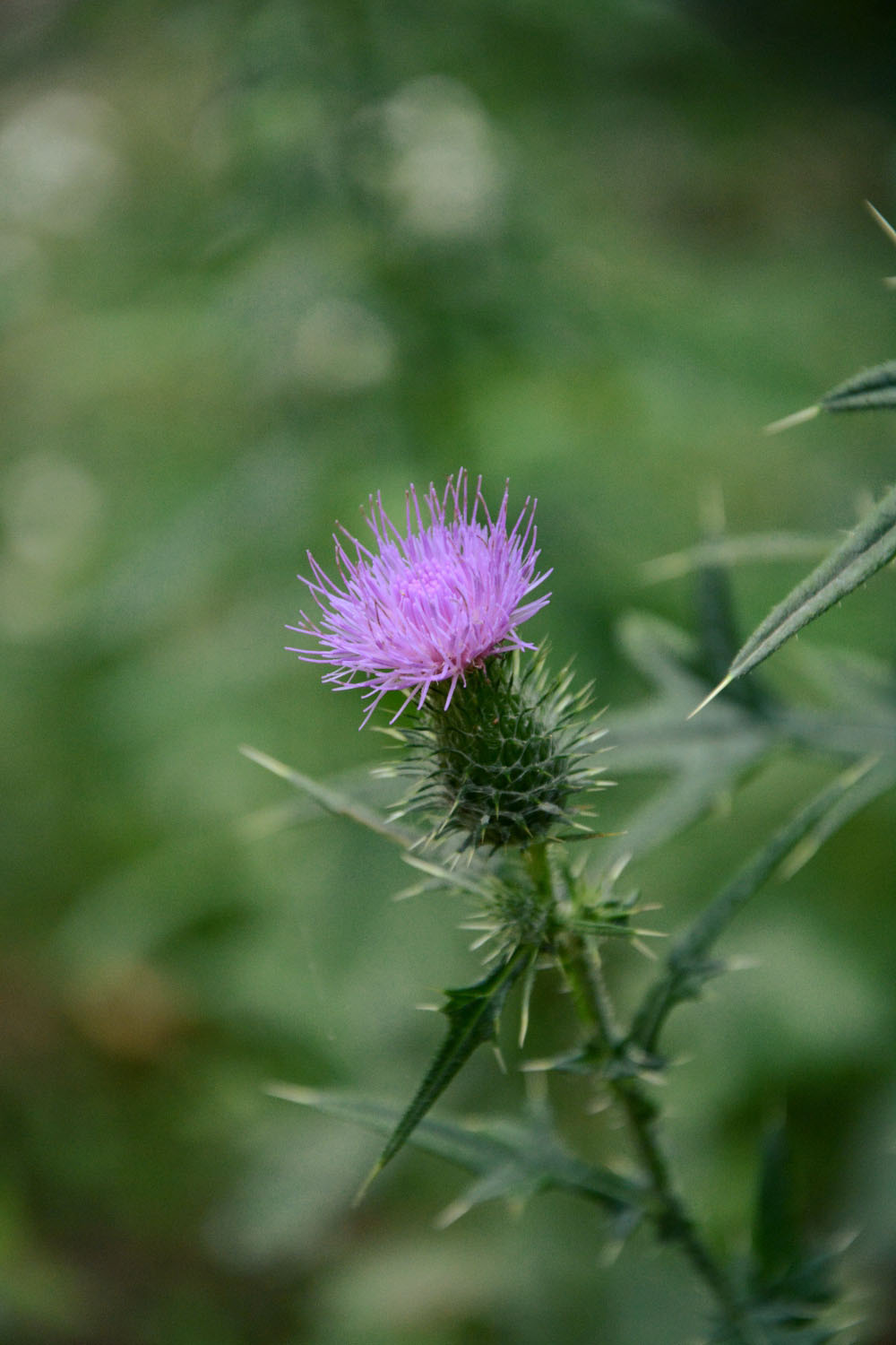 Photographie Plante
